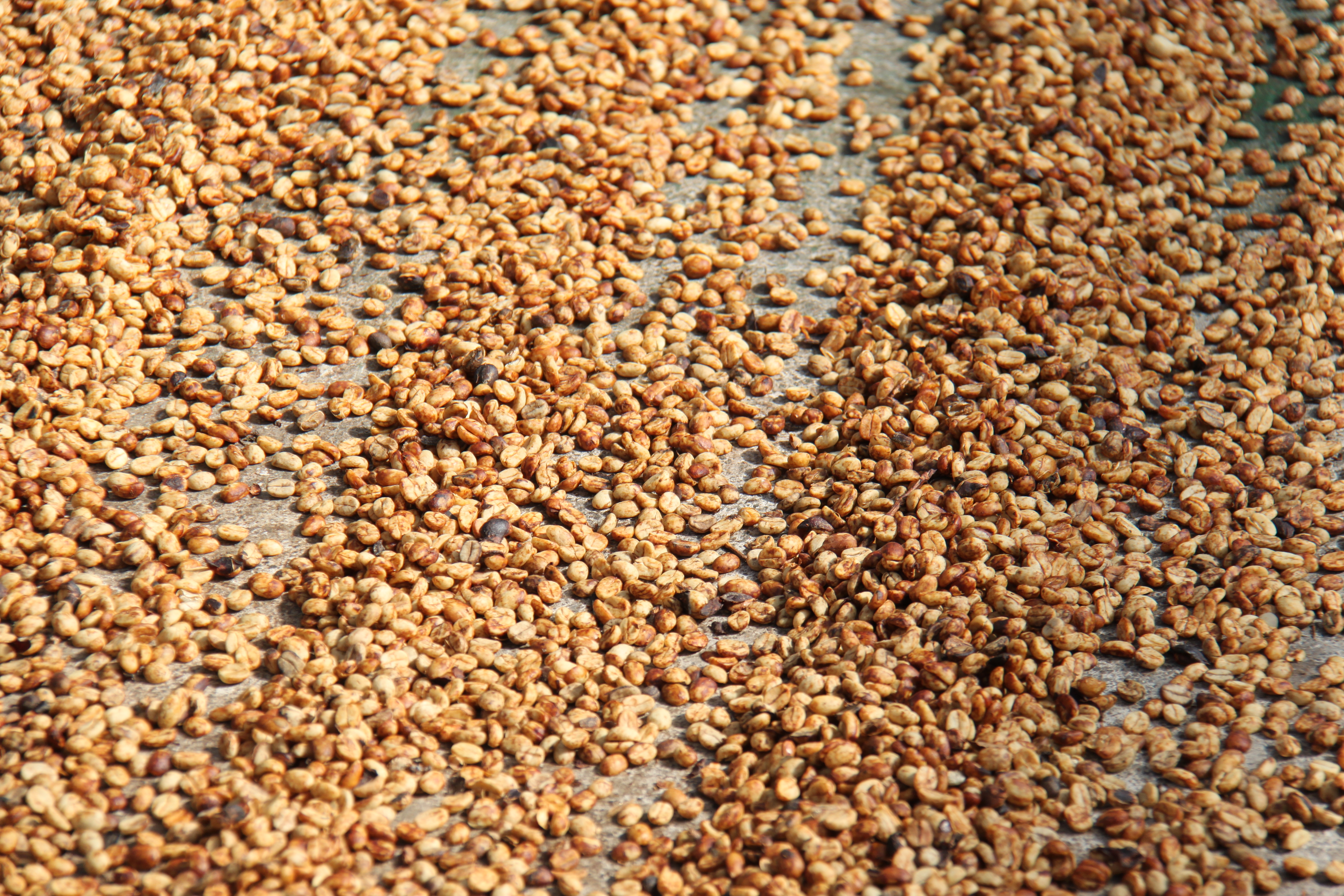 Flor de caf&eacute; en la rama